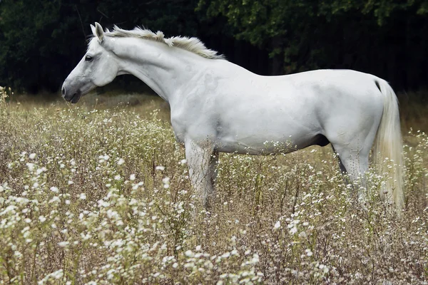 Cavalo branco andando em um campo — Fotografia de Stock