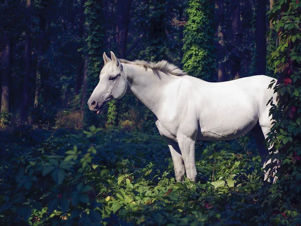 Yeşil ormanda yürüyüş Bear