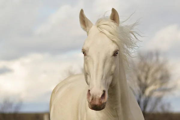 Cavalo branco caminhando sob forte vento — Fotografia de Stock