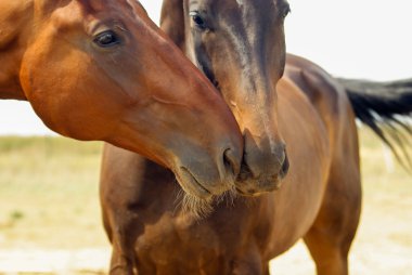 bir alanda yürüyüş iki kahverengi at
