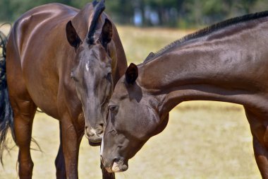 Yüzleri dokunmadan sahada iki koyu kahverengi at