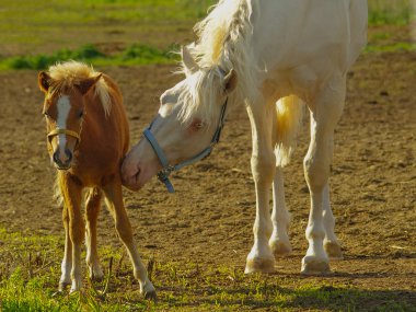 White Horse için onu yavru Bakımı