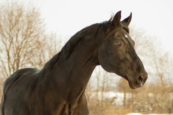 Cabeza del caballo marrón oscuro en el fondo de los árboles de invierno —  Fotos de Stock