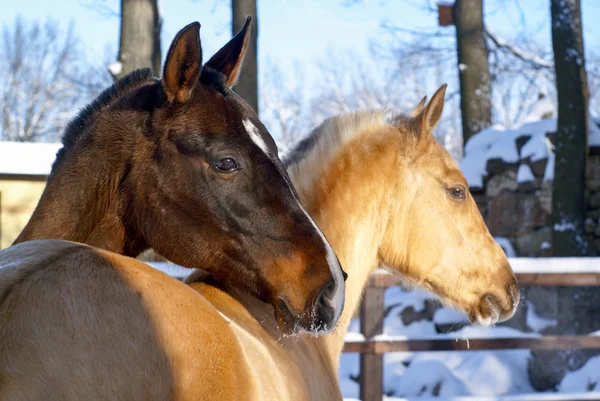 La tête d'un cheval brun est au-dessus de la tête un cheval blanc — Photo