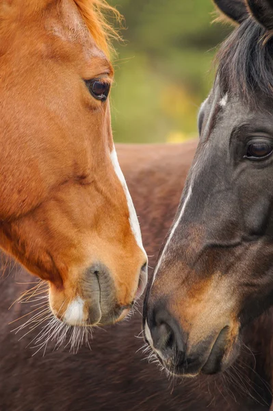 Kırmızı ve siyah at burunlarını dokunmadan