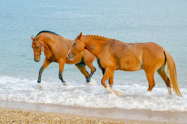 iki kırmızı atı birlikte dalgalar deniz yürüme