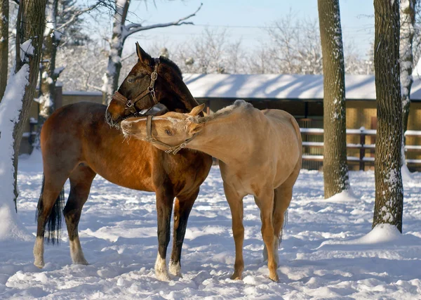 White and brown horse playing in the snowy paddok — Stock Photo, Image