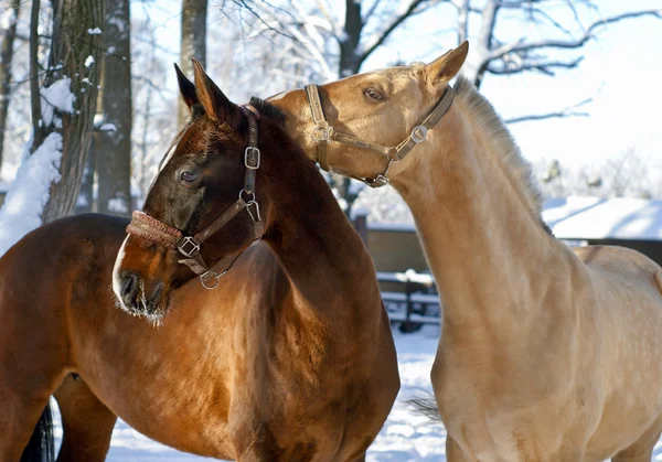 White and brown horses are friends — Stock Photo, Image