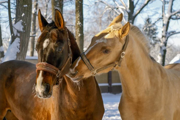 Beyaz at brown için bakım