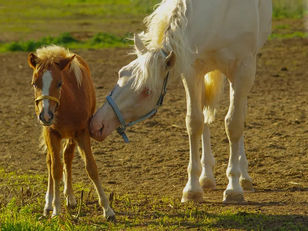 Cavallo bianco prendersi cura del suo puledro — Foto Stock