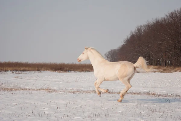 White horse sports in a field at winter — Stock Photo, Image