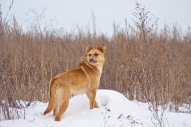 Bir alandaki gri çim zemin üzerine sarı köpek