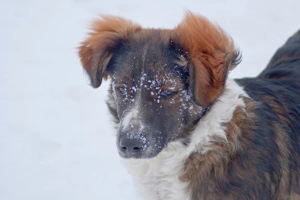 Donker bruine hond met sneeuw op het gezicht — Stockfoto