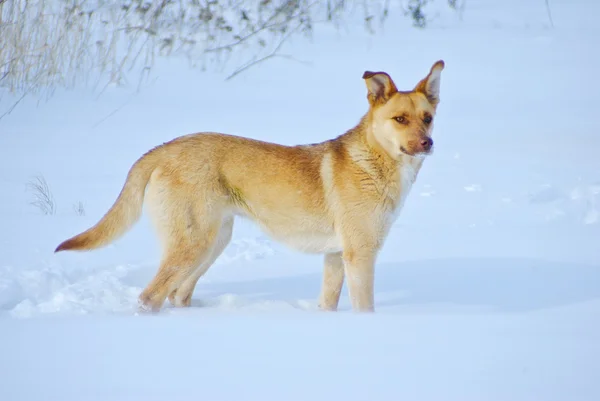 Cão amarelo na neve — Fotografia de Stock