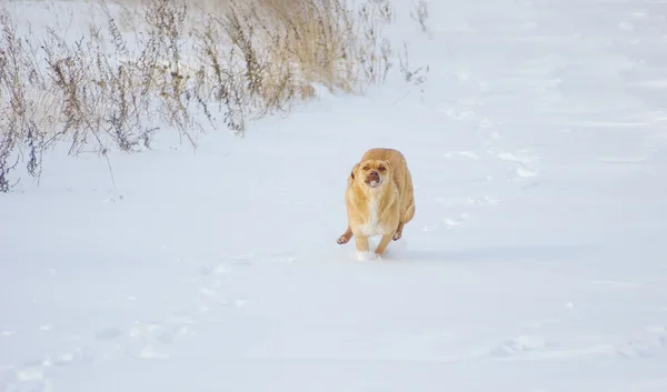 Cane giallo in esecuzione — Foto Stock