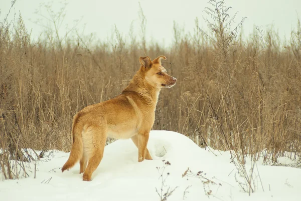 Żółty pies zatrzymać na szary trawa tło w polu — Zdjęcie stockowe