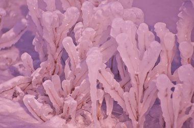 kar ve buz ile çim kaplı