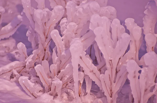 kar ve buz ile çim kaplı