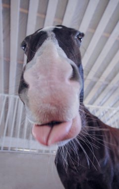 burun üzerinde beyaz spot ile at dil gösteren