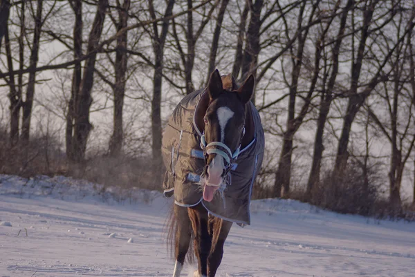 Cavalo preto em um pano de cavalo atravessa o campo nevado — Fotografia de Stock