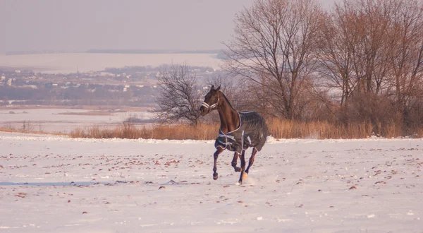 Caballo en un paño de caballo corriendo en el campo cubierto de nieve en el fondo de la aldea — Foto de Stock