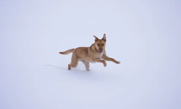 Cão amarelo correndo na neve branca — Fotografia de Stock