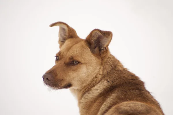 De doordachte hond portret in de sneeuw — Stockfoto