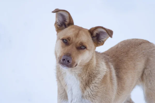 Ogen van de hond op sneeuw achtergrond — Stockfoto