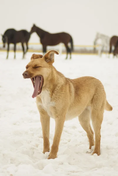 Cane sbadiglia nella neve sullo sfondo dei cavalli — Foto Stock