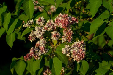 yaprak zemin çiçek leylak