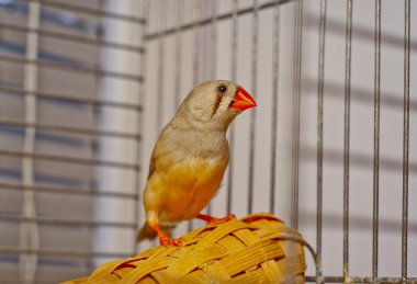 Zebra-finch kuş kafeste oturan kırmızı gagası ile