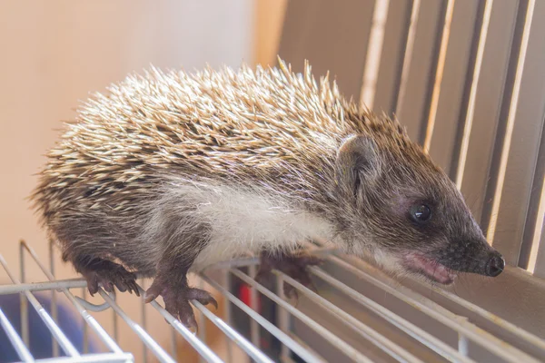 Grey Hedgehog sits in a cage with an open mouth