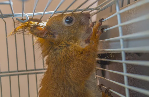 Kızıl sincap kafeste oturan