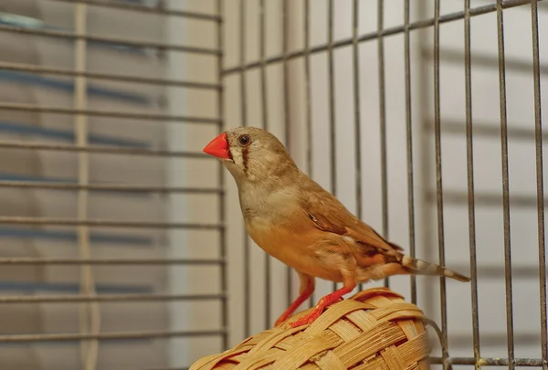 Zebra-finch kuş bir sepet bir kafeste oturan kırmızı gagası ile
