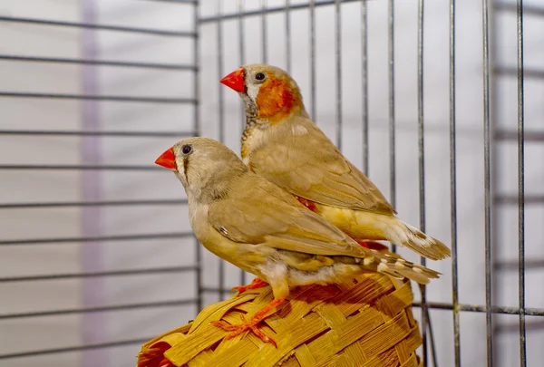 İki gri Zebra-finch kuş bir sepet bir kafeste oturan kırmızı gagası ile