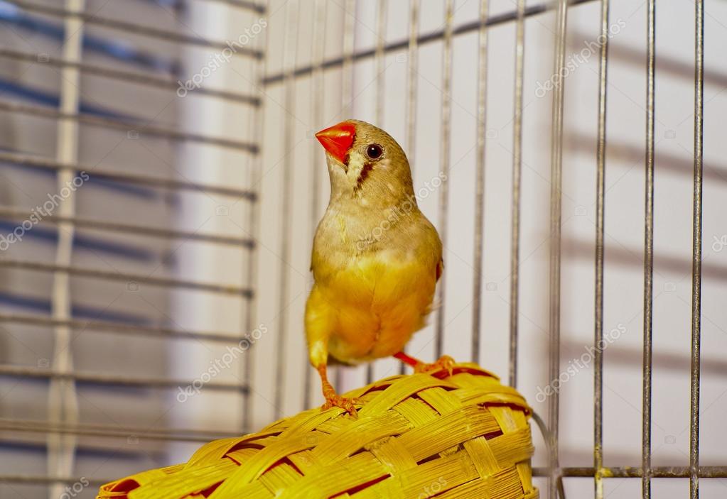 Deux Petit Zèbre Finch Oiseaux Avec Un Bec Rouge Assis Sur