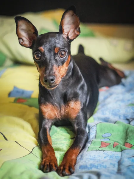 siyah köpek renkli battaniye var yalan.