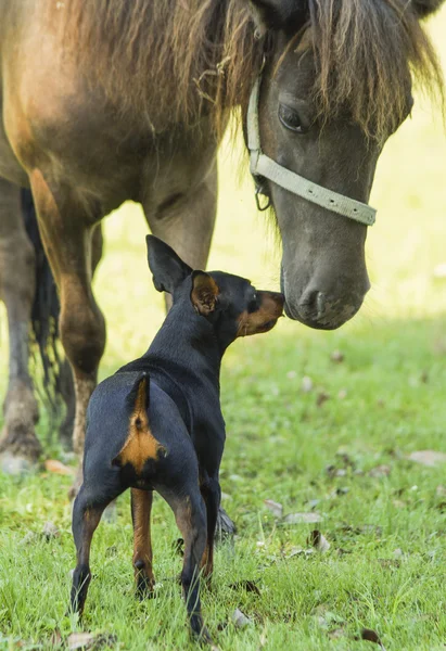 Black dog standing at the horse on the green grass — Stock Photo, Image