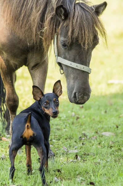 Black dog standing next to a horse on the green grass — Stock Photo, Image