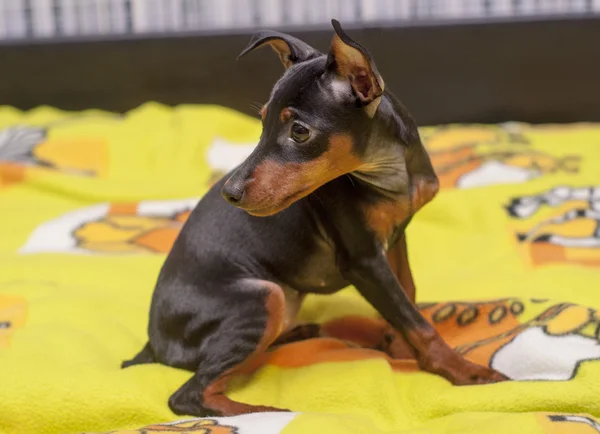 Bir yatakta sarı battaniye üzerinde oturan siyah köpek yavrusu — Stok fotoğraf