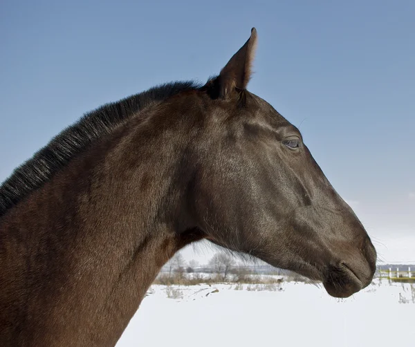 Cabeza de caballo en el fondo del campo de nieve — Foto de Stock