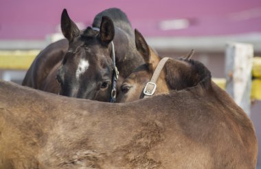 iki at bir padok ayakta birbirine yakın