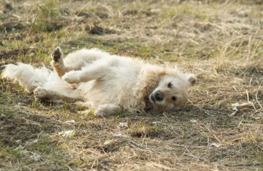 Çim kendi tarafında yalan beyaz kıl köpek