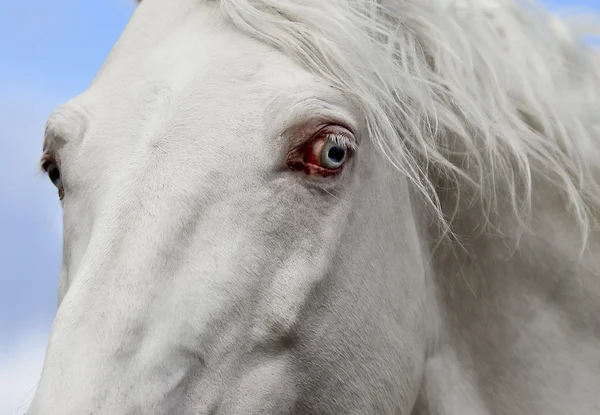 Ojo azul de un caballo blanco con melena blanca — Foto de Stock