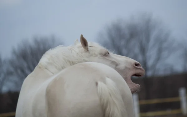 濃い青空の背景で開口馬で白の割り — ストック写真