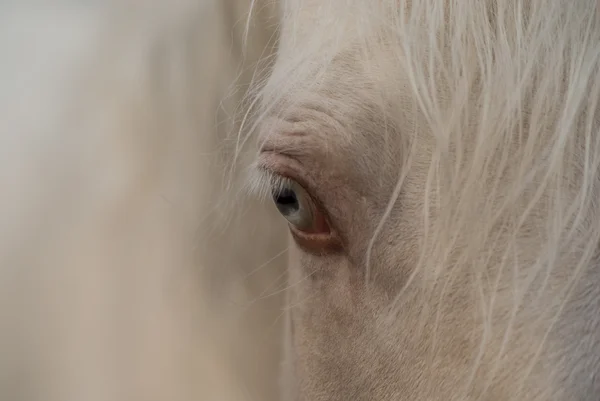 Μπλε μάτι του το άσπρο άλογο — Φωτογραφία Αρχείου