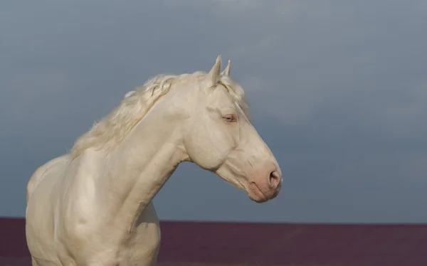 beyaz atın ayakta kırmızı çatılı evinde.