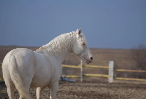 Cheval blanc debout dans le paddock sur un fond de ciel sombre — Photo