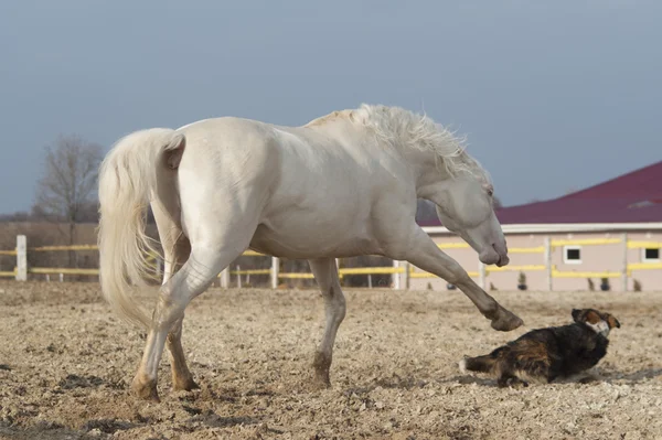 White horse playing with happy black dog in a paddock with a yellow fence — Stock Photo, Image