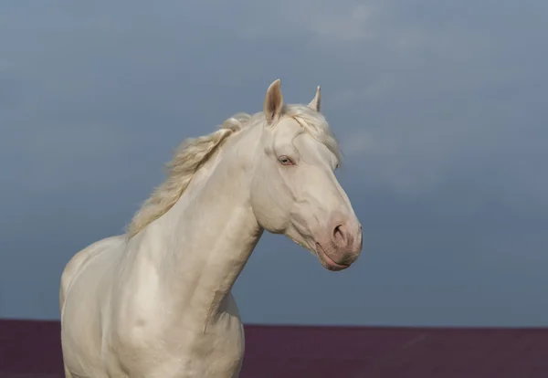 Cheval blanc marchant sur un fond de ciel sombre et le toit rouge de la maison — Photo